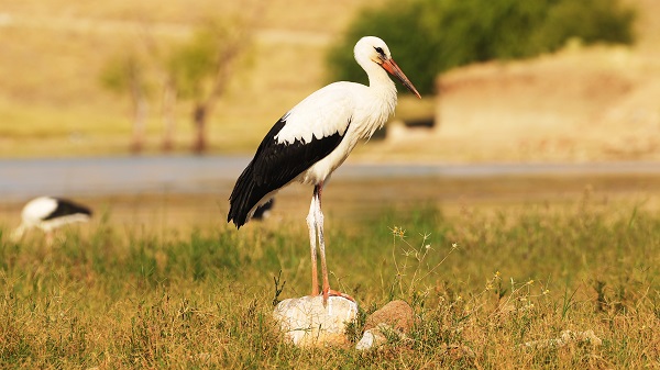 Leyleklerin huzur dolu anları