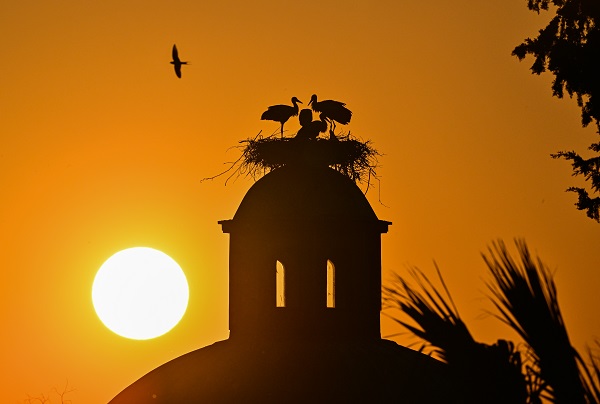 Leyleklerin uğrak noktası: Selçuk