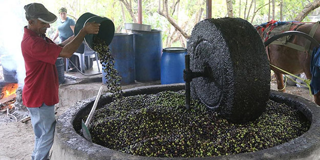 Lezzet ve kalitesi talebi arttırıyor! Taş değirmeninden çıkan zeytinyağının faydaları saymakla bitmiyor