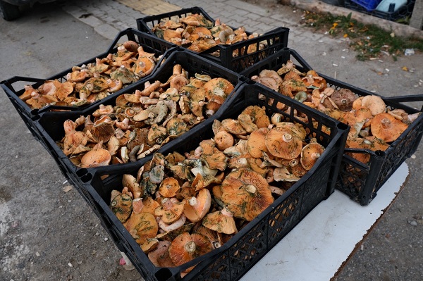 Lezzetiyle dikkat çekiyor! Kilosu 100 TL