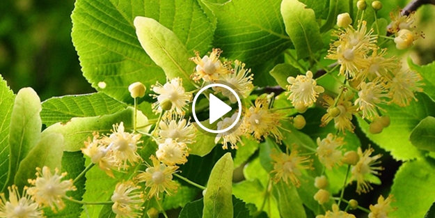 lhlamurun fiyatı çeyrek altını geçti