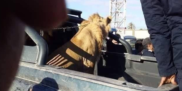 Sokaklarda başıboş dolaşan aslan paniğe neden oldu