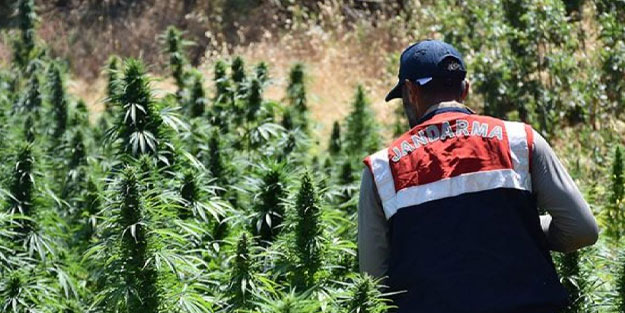 Lice’de 1 milyon 781 bin kök kenevir ve skunk bitkisi ele geçirildi