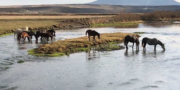 Lider at sürüsünü bakın nasıl koruyor!