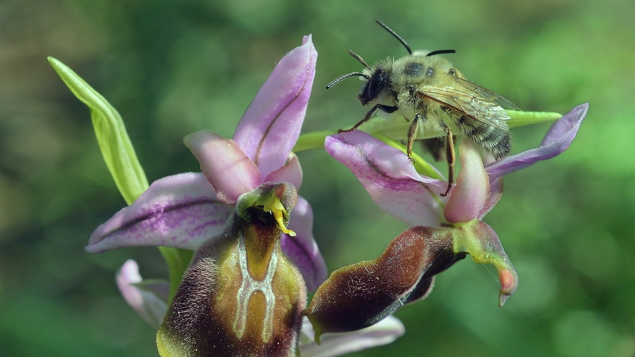 Likya salebinin nesli için önemli proje: "Bu toprakların mirasını koruyoruz"