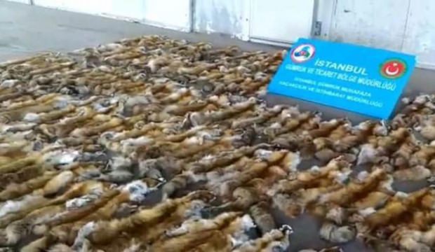 Limanda ele geçirildi... 10 çuvalda 120 adet!