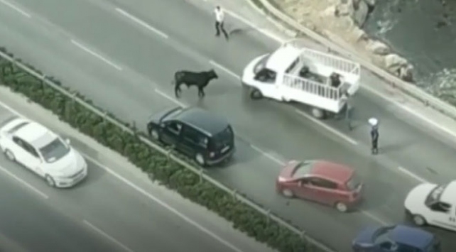 Limandan kaçan sığır trafiği birbirine kattı
