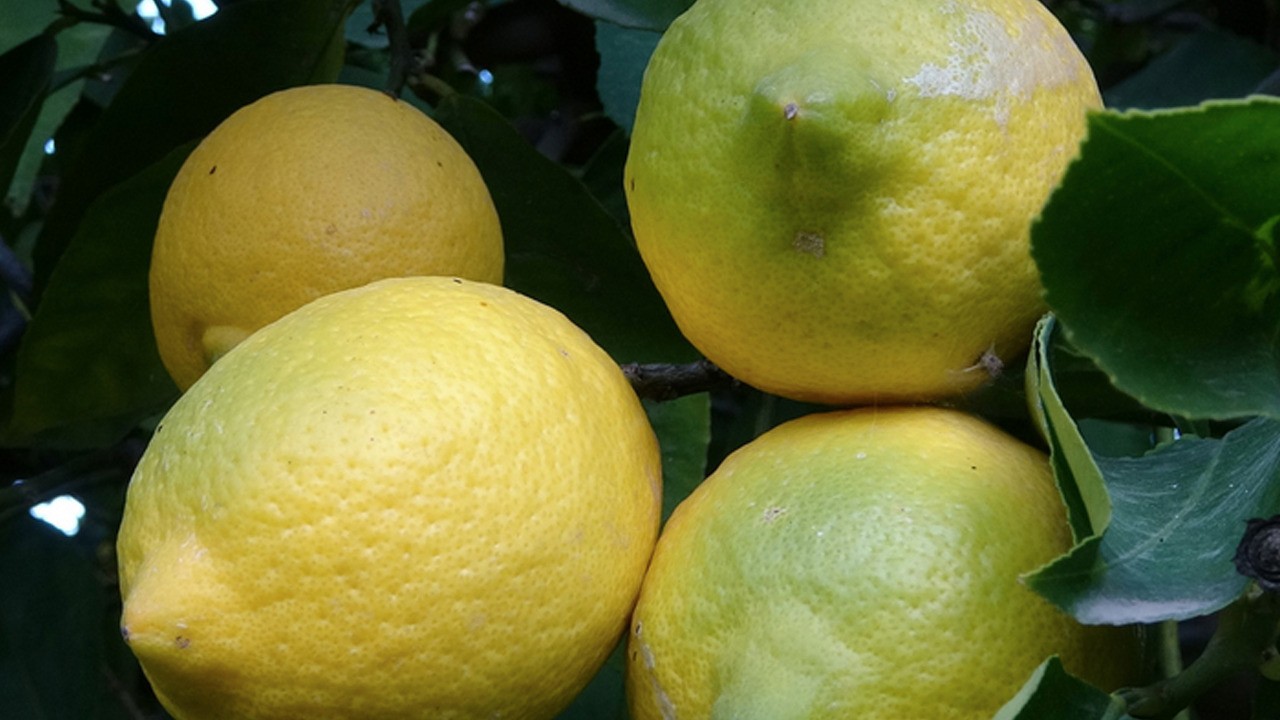 Limon alırken yeşil mi alınmalı sarı mı?