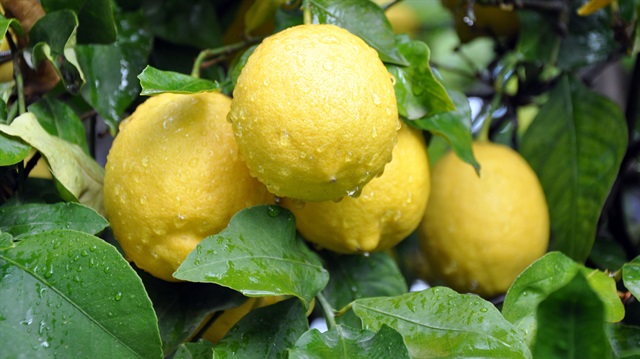 Limon aylardır yerinde sayıyor