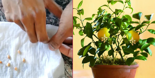 Limon çekirdeğinin saymakla bitmeyen muhteşem faydaları: Çöpe atmayın sonuçlarına çok şaşıracaksınız! Bakın ne oluyor