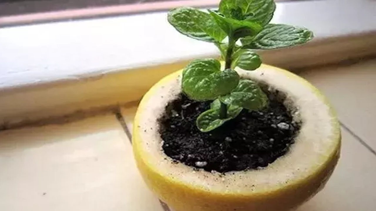 Limon kabuğunu çöpe atmayın! Bakın neden!