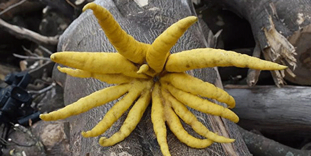 Limon sanıp tesadüfen dikti, bakın ne çıktı! Türkiye'de bir ilk yaşandı