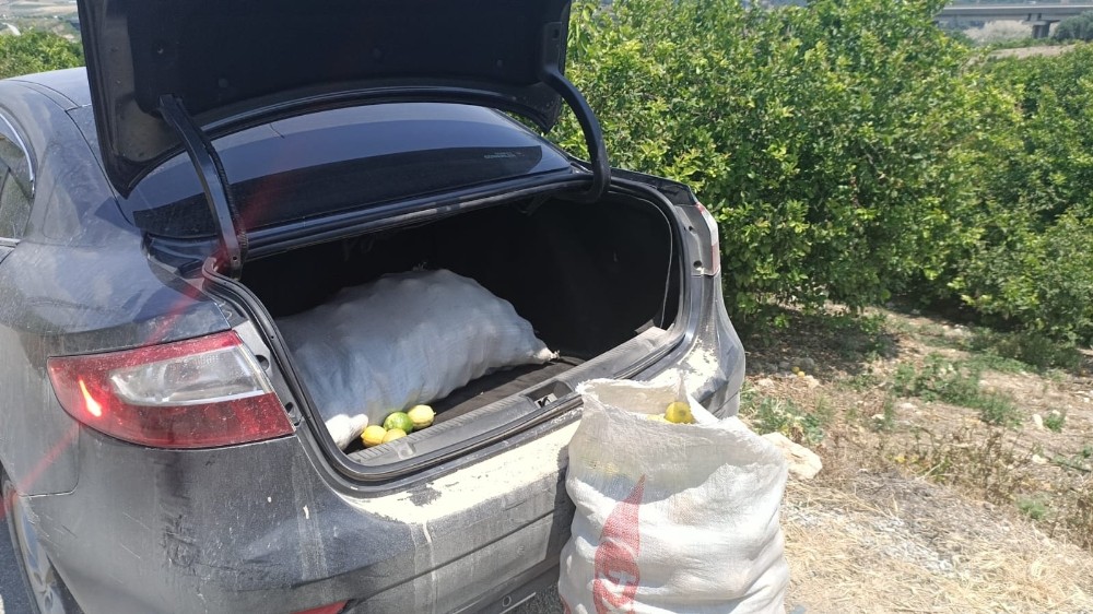 Limon ve motosiklet hırsızları yakalandı 