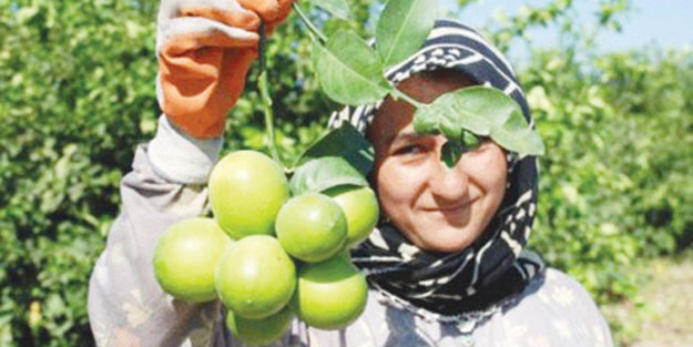 Limon zam şampiyonu ancak üreticisi dertli