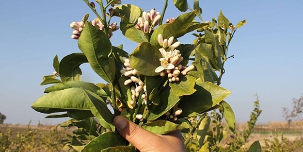 Limon ağaçları da sıcaklara aldandı