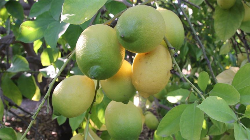 Limonda verim azaldı