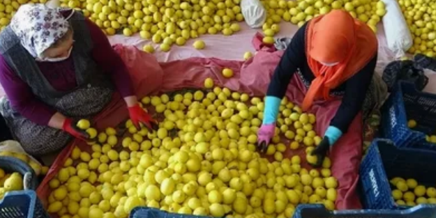 Limonlar çürüyor, fiyatlar artıyor
