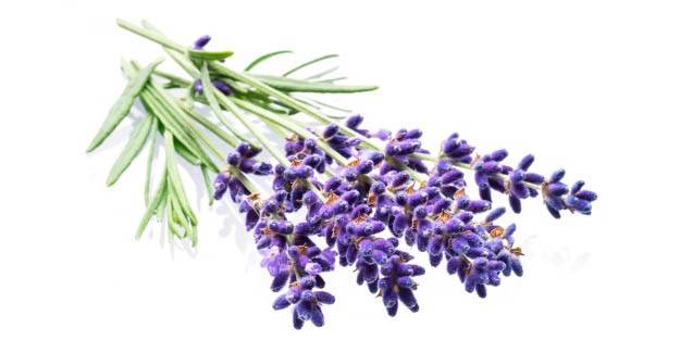 Linalool nedir, ne işe yarar? Linalool nerelerde, nasıl kullanılır?