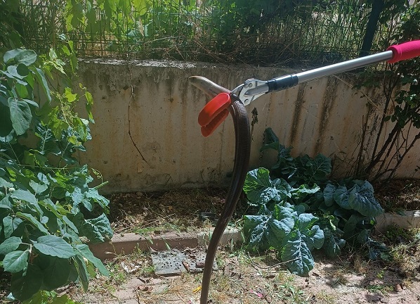 Lise bahçesinde yılan paniği