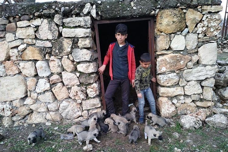 Lise öğrencisi sokakta kalan köpek yavruları için yetkililerden destek istedi 