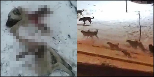 Liseli öğrencinin öldüğü ilçede ikinci 'sokak köpeği' dehşeti!