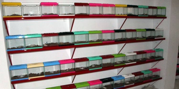 Litresi 10 milyon dolar dediler, tesis kurdular