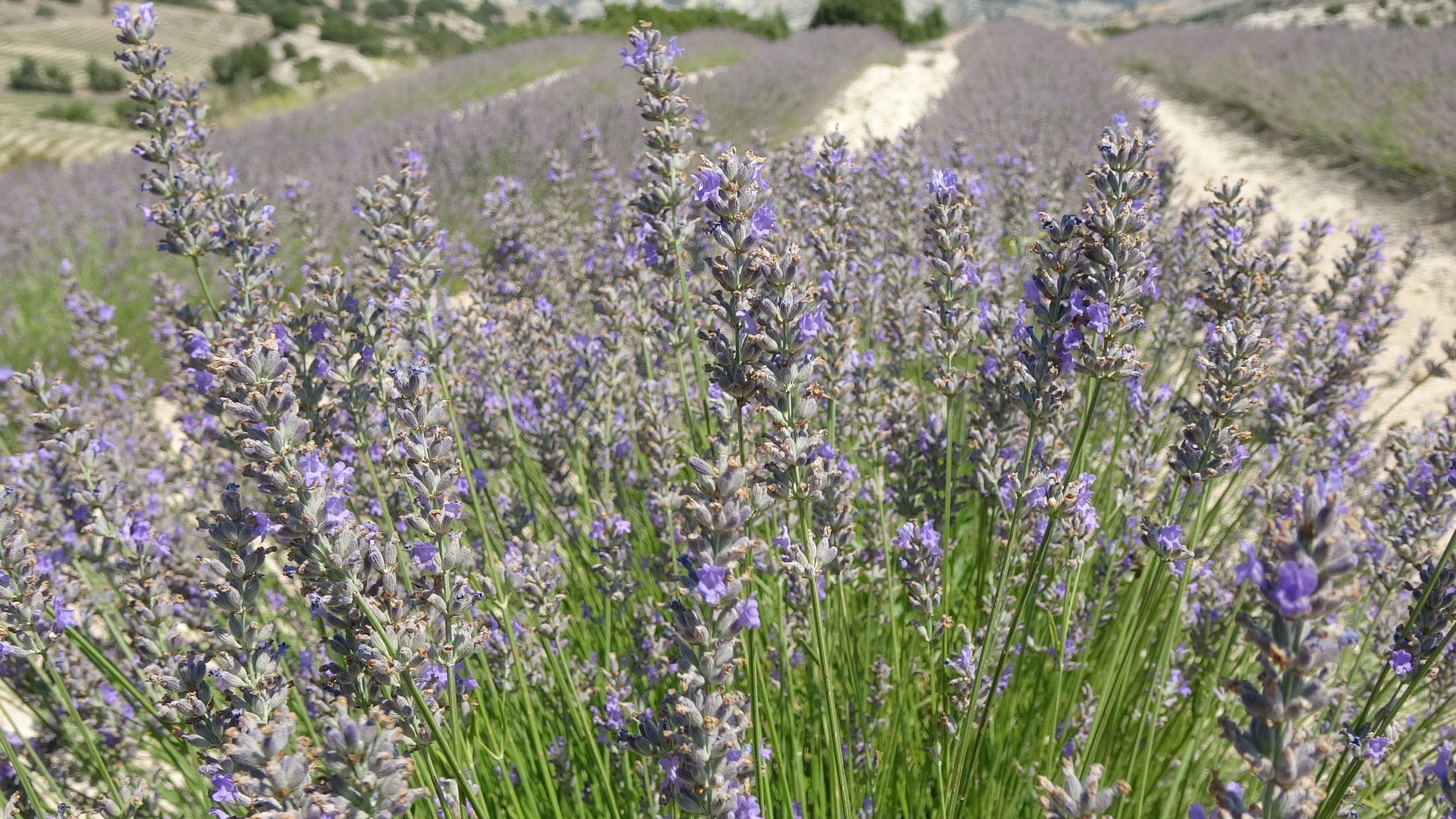 Litresi 750 TL'den satılan ve susuz yetişen lavanta hasadı başladı