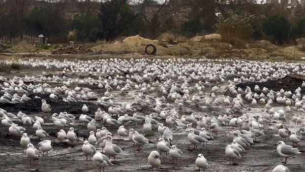 Lodos martıları böyle vurdu