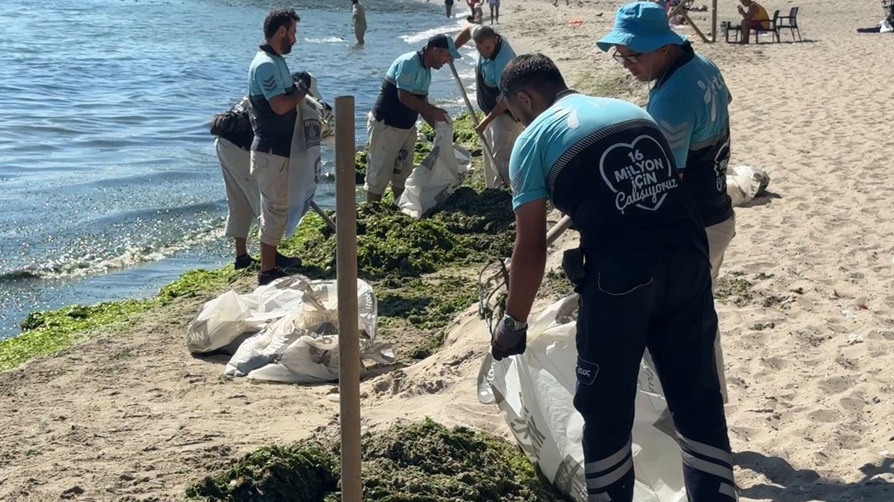 Lodosun ardından şaşırtan manzara! 50 ton yosun toplandı