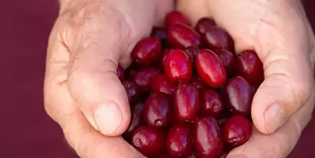 Lokman Hekim'in ilacı: Bunu içen doktor yüzü görmüyor! Hazine deposu olarak biliniyor! Hasta iyileşiyor