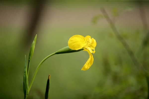 Longoz Ormanları’nın süsü: Süsenler