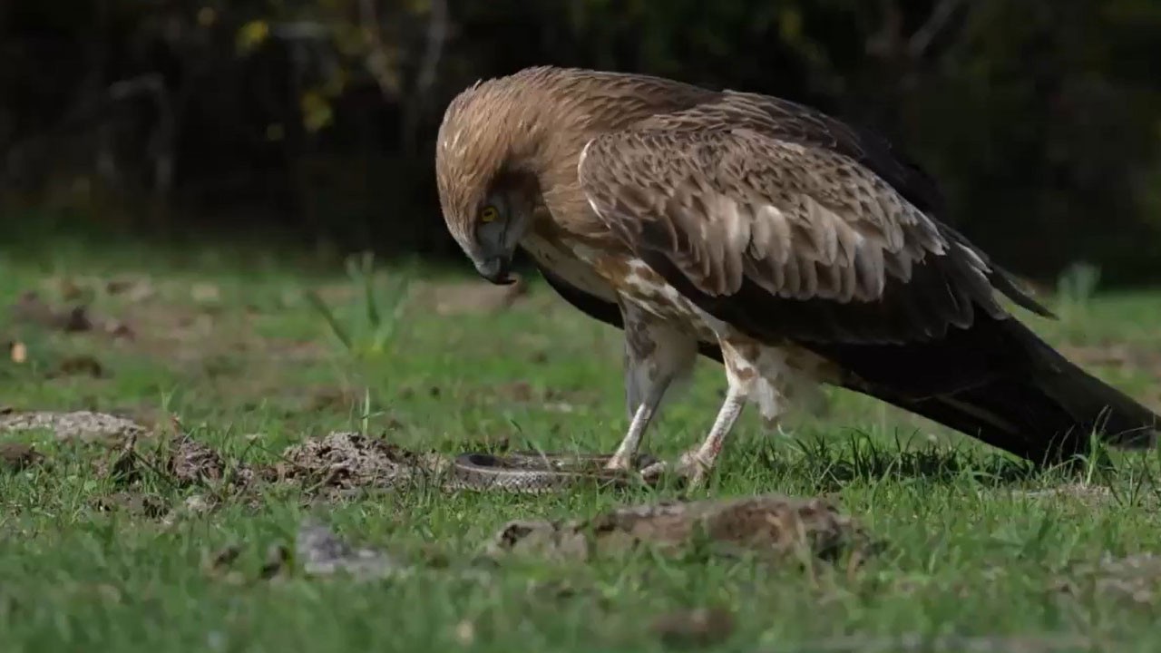 Longozda nefes kesen an! Yılan kartalı avını böyle yakaladı