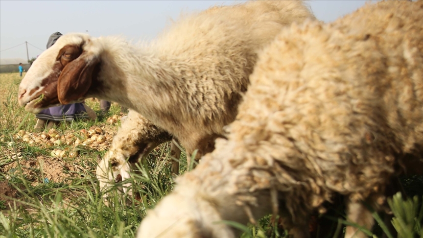 Lübnan ordusu, Şeba çiftliklerindeki çobanlardan birinin İsrail tarafından kaçırılmaya çalışıldığını açıkladı