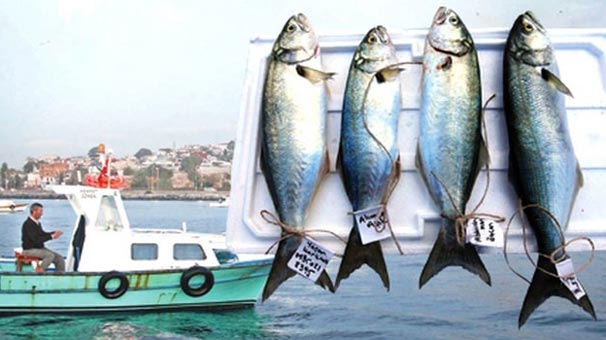 Lüferde tehlike çanları çalıyor