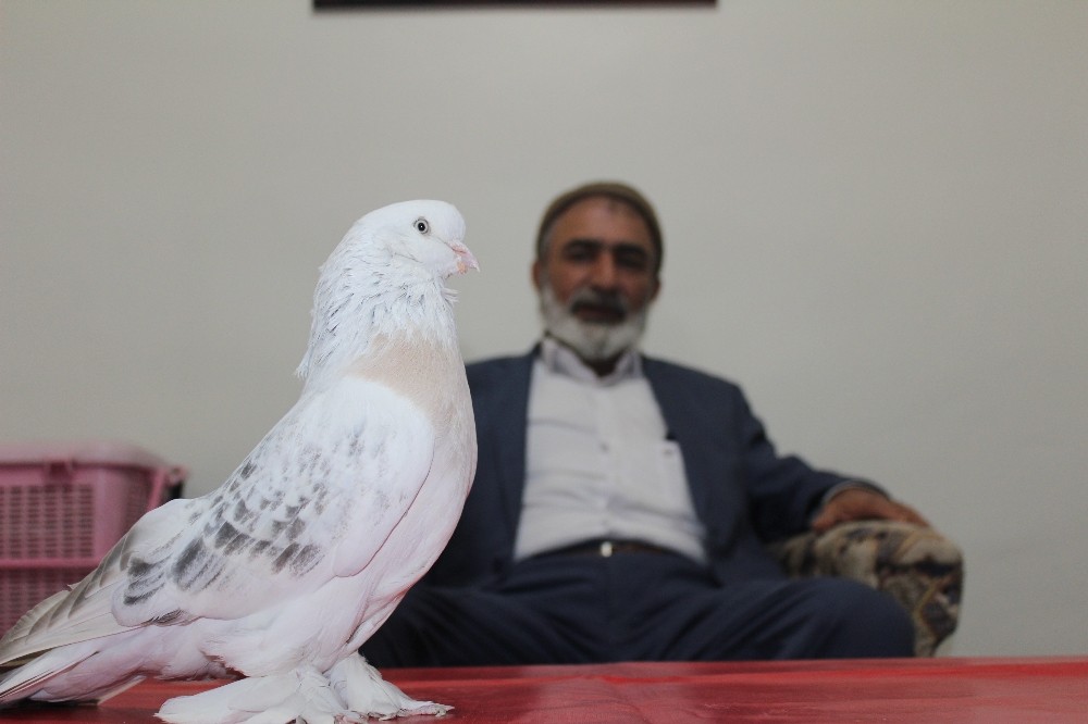 Lüks ev fiyatına güvercin 