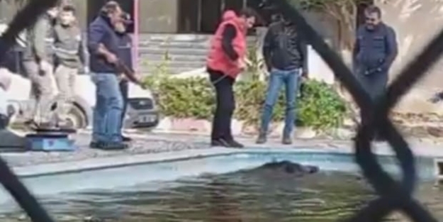 Lüks otelin havuzunda şoke eden görüntü