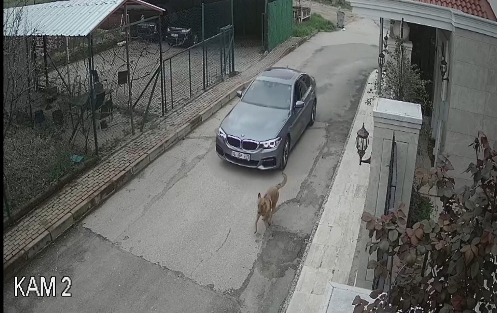 Lüks otomobiliyle kovaladığı sokak köpeğine kurşun yağdırdı 