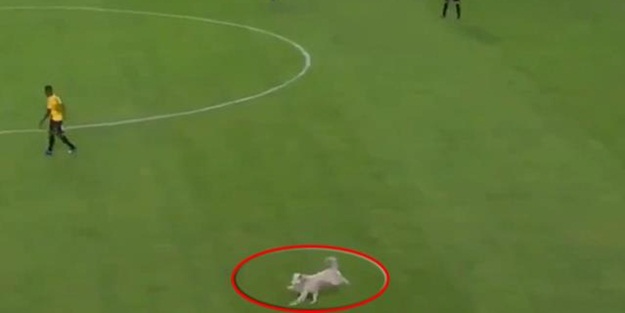 Maç esnasında sahaya daldı! Ne yapacaklarını şaşırdılar