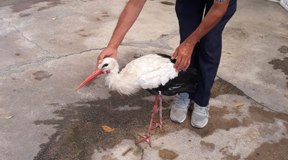 Macaristan’da halkalanan leylek Soma’da ortaya çıktı 