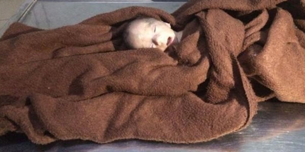 Büyük zulüm! Yaprak ve kedi...