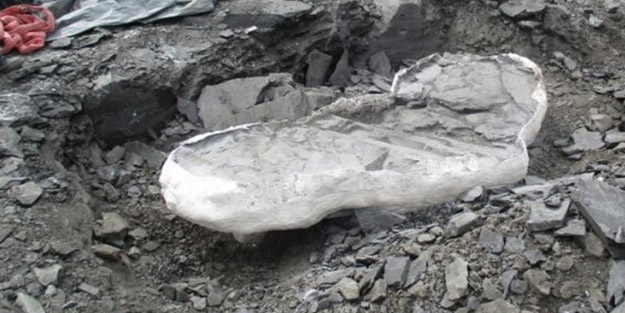 Maden işçileri buldu! 70 milyon yıllık