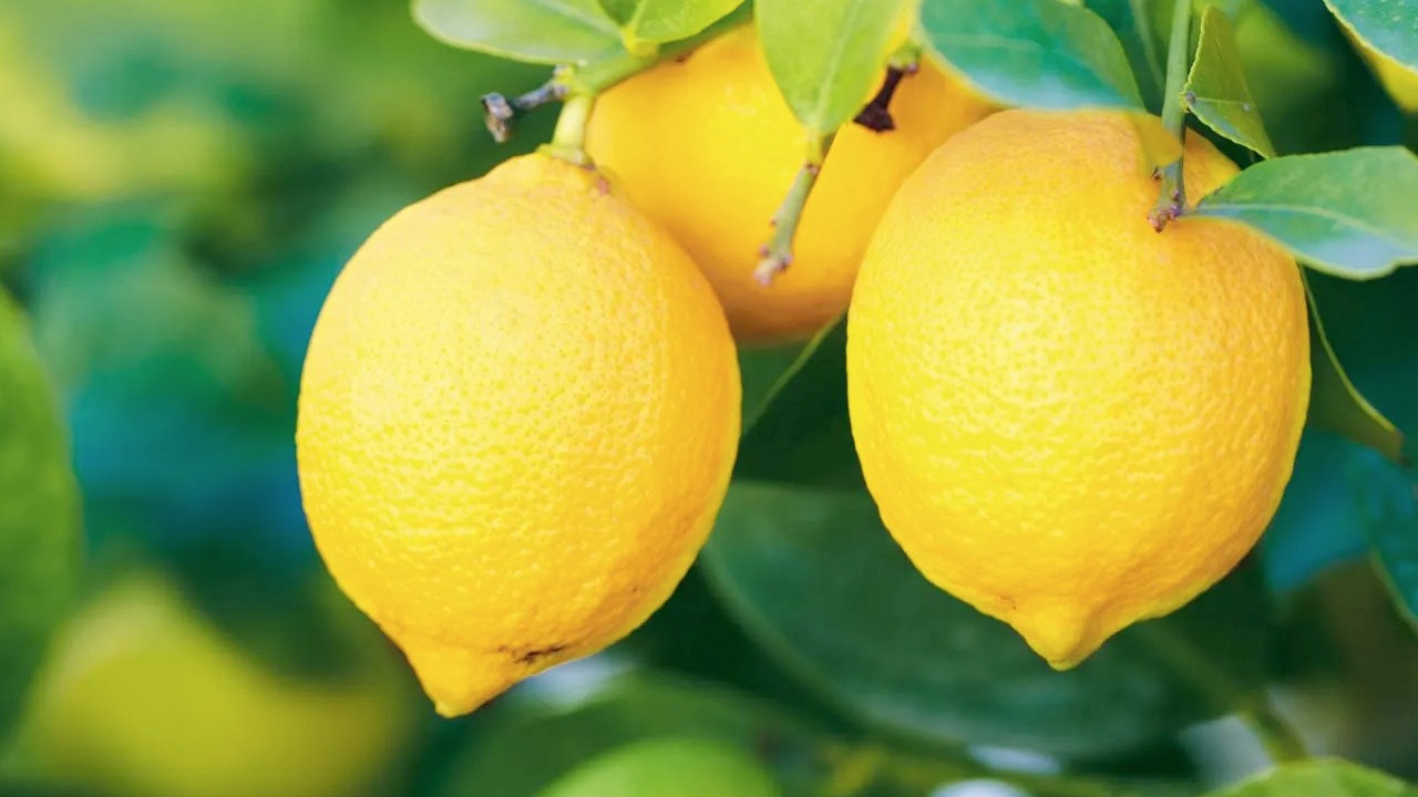 Maden suyunun içine 1 dilim koyun: Demir, magnezyum, kalsiyum ambarı bakın neymiş