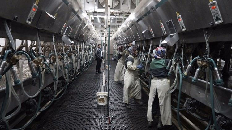 Madenden kazandığını hayvancılığa yatırdı