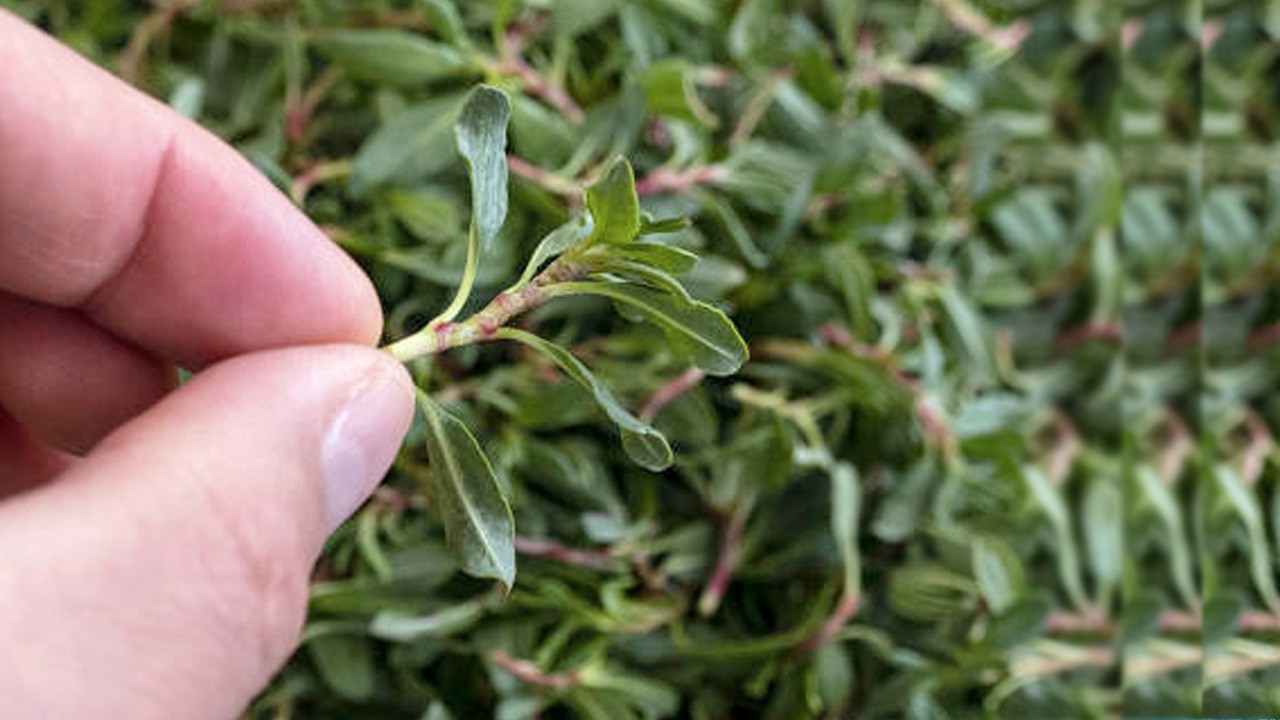 Madımak otu: Bu faydalarını hiç duymadınız! Duyanın dudağı uçukluyor