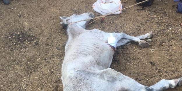 Mağarada 5 gündür mahsur kalan at kurtarıldı