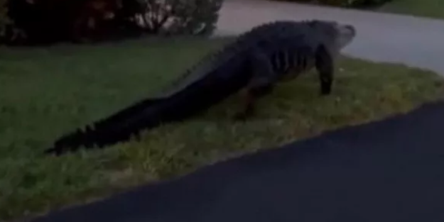 Mahalle ayağa kalktı: Gölden çıkan dev timsah sokaklarda gezdi!