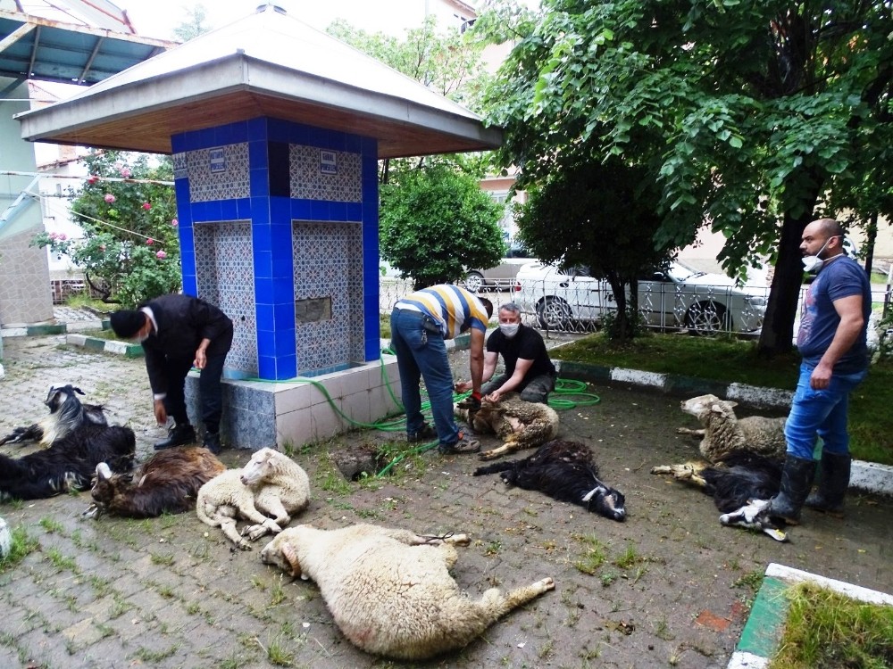 Mahalle halkı “Korona virüs bitsin” diye 11 küçükbaş, 2 büyükbaş kurban kesti 