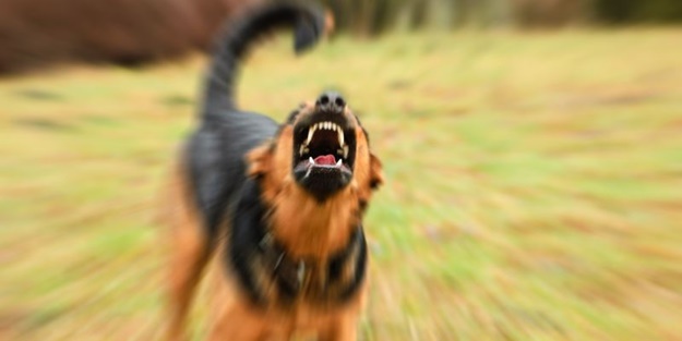 Mahalle, kuduz karantinasına alındı