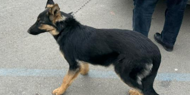 Mahalleli istedi başı boş köpekleri topladı, hayvan severlerle başı derde girdi