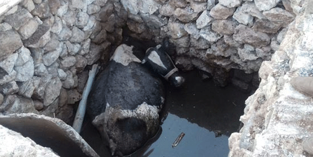 Mahalleli ne yaptıysa başaramadı!